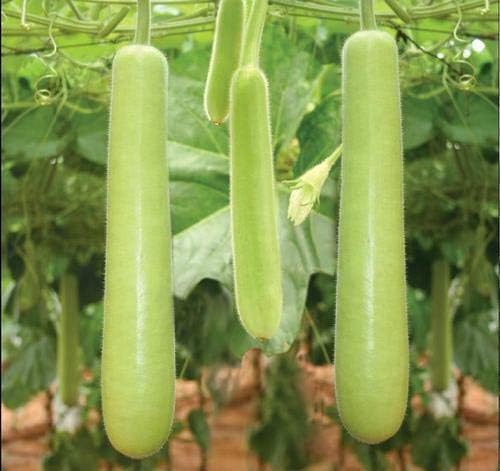 BuggyBeds fast-growth bottle gourd supports extended growing season and higher yields.