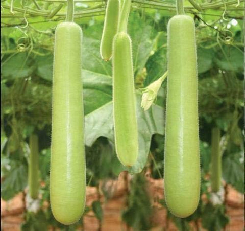 BuggyBeds fast-growth bottle gourd supports extended growing season and higher yields.
