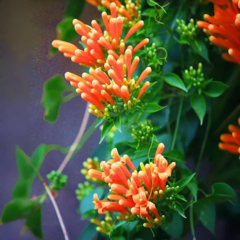 BuggyBeds Flame Vine covers fences for natural privacy and shade.