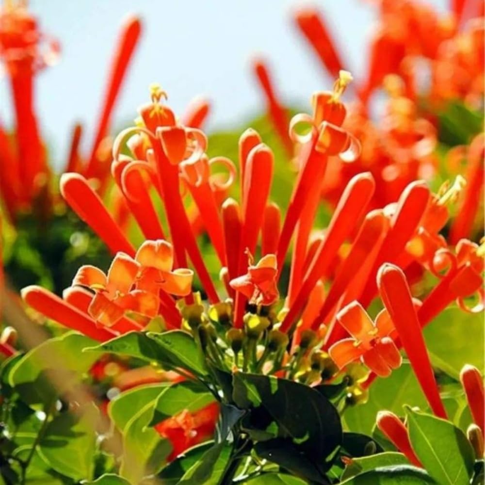 BuggyBeds Flame Vine blooms bright orange in winter and spring.