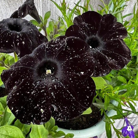 Fragrant BuggyBeds petunia blooms attract bees and butterflies along borders.