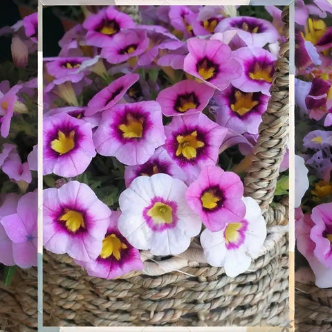 BuggyBeds fragrant petunias attract bees, butterflies, and hummingbirds in gardens