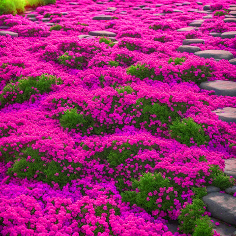 BuggyBeds fragrant thyme blooms emit scent when brushed