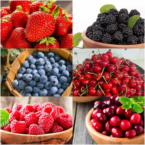 BuggyBeds fruit seeds variety pack 1500pcs for diverse home garden harvest