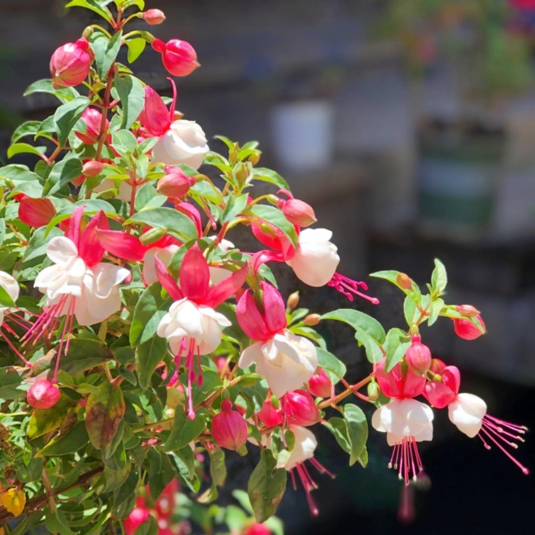 BuggyBeds perennial fuchsia blooms offer long-lasting color in gardens.