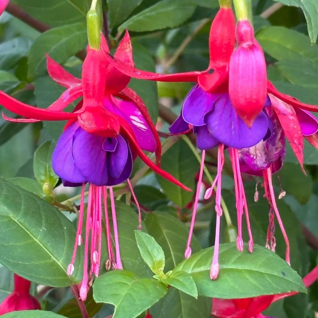 BuggyBeds fuchsia blooms in a hanging basket brighten patio spaces.