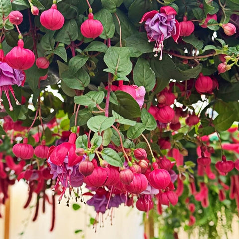 BuggyBeds fuchsia bonsai plant for indoor or outdoor decorative spaces.