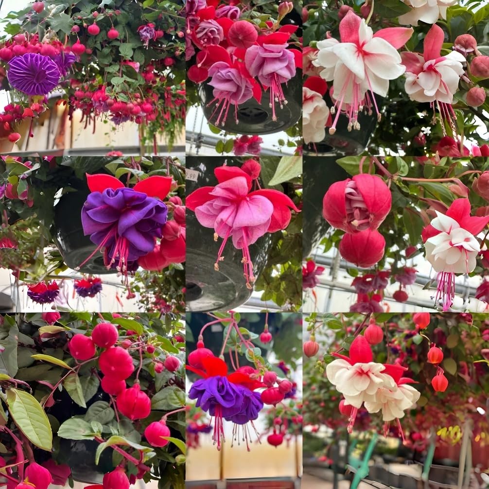 BuggyBeds fuchsia seeds ready to sow for a vibrant hanging display.