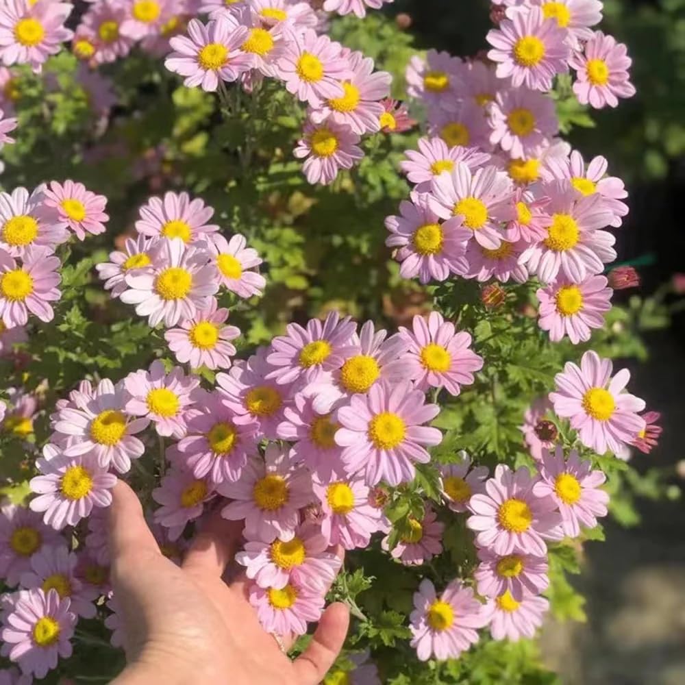 BuggyBeds pyrethrum plants thrive on garden balcony planting setups.