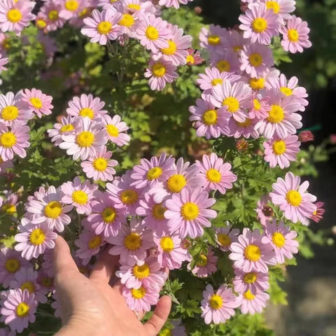 BuggyBeds pyrethrum plants thrive on garden balcony planting setups.