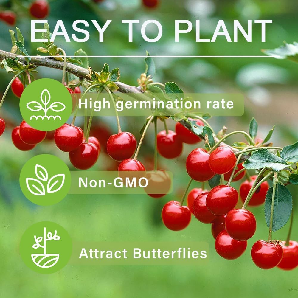 BuggyBeds garden-ready cherry seeds in containers for indoor growing.