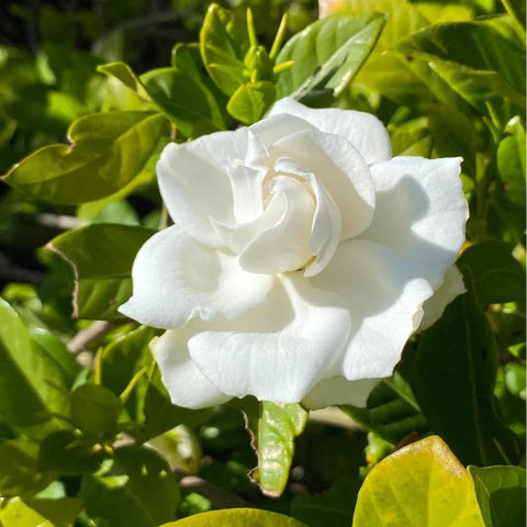 BuggyBeds gardenia blooms closeup showing white double petals and foliage.