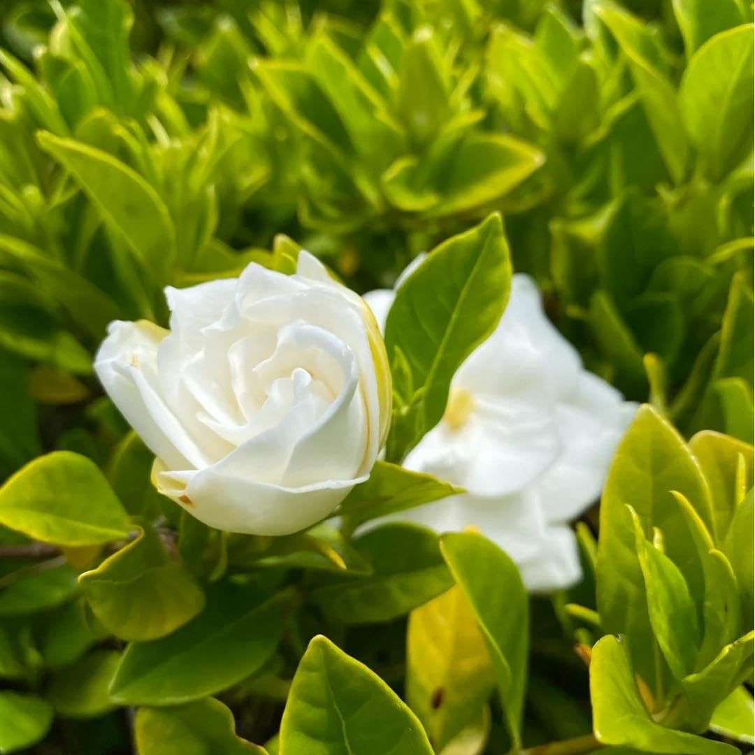 BuggyBeds gardenia bush leaves display glossy year‑round color.