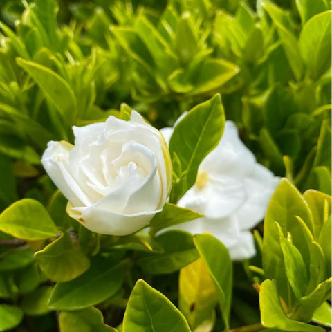 BuggyBeds gardenia bush leaves display glossy year‑round color.