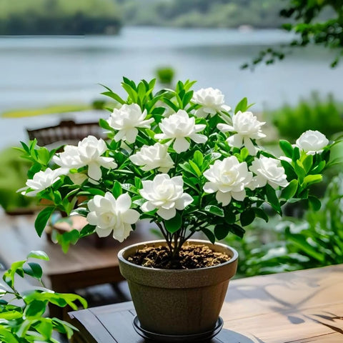 BuggyBeds Gardenia plant thriving in a patio container or bed.
