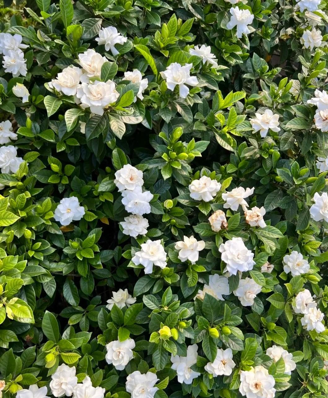 BuggyBeds gardenia in pots or borders with extended blooming season.