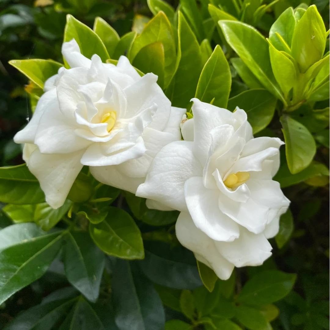 BuggyBeds gardenia seeds pack for home gardens with fragrant blooms.