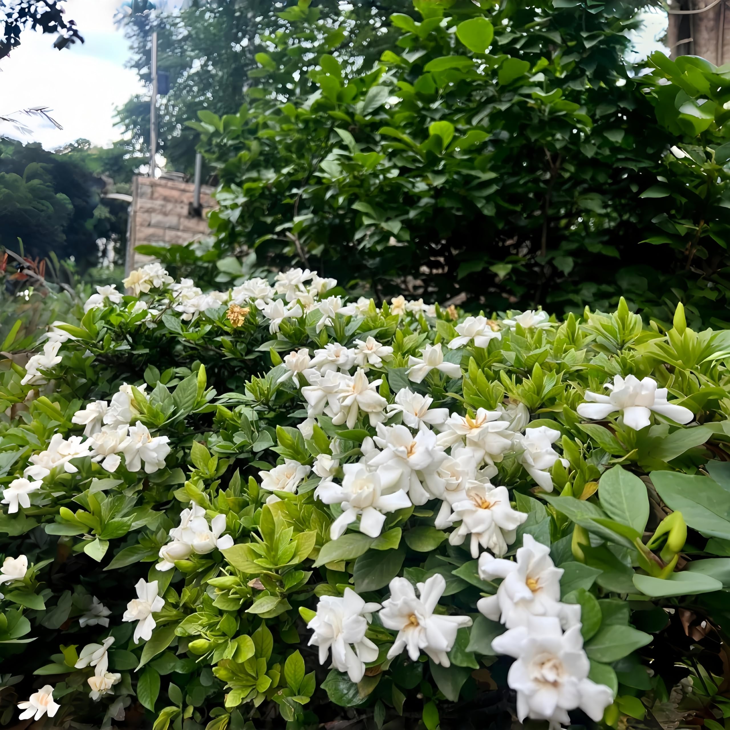 BuggyBeds Gardenia seeds for indoor windowsill blooms and scent.