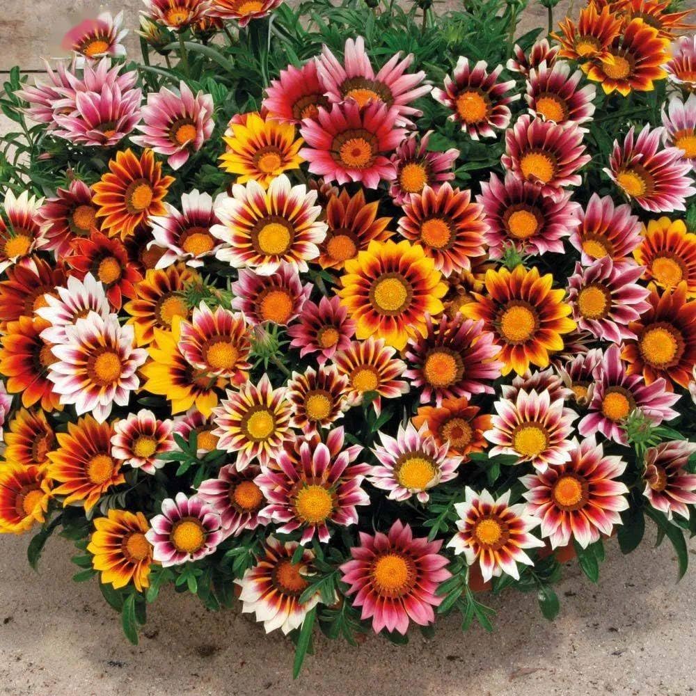 BuggyBeds Gazania-Tithonia seeds pack ready to add sunny color to your garden