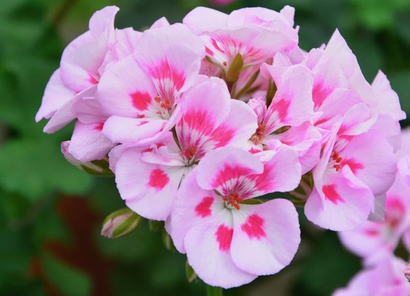 BuggyBeds geranium seeds bloom closeup shows rich hues for inspiring borders