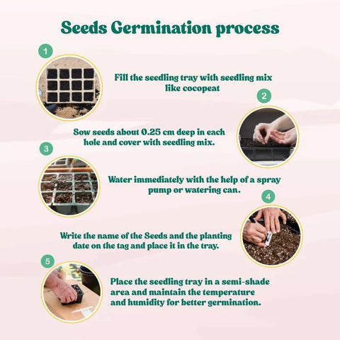 BuggyBeds geranium seeds drought-tolerant soil and sunny spots support healthy blooms