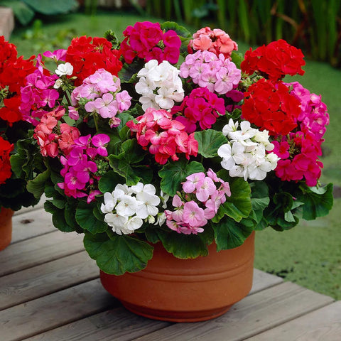 BuggyBeds geranium seeds potted container gardening ready for balconies and patios