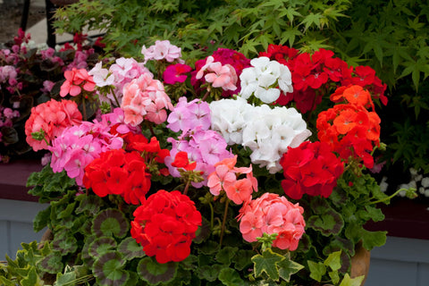 BuggyBeds geranium seeds rows sowing guide for easy starting in pots or borders