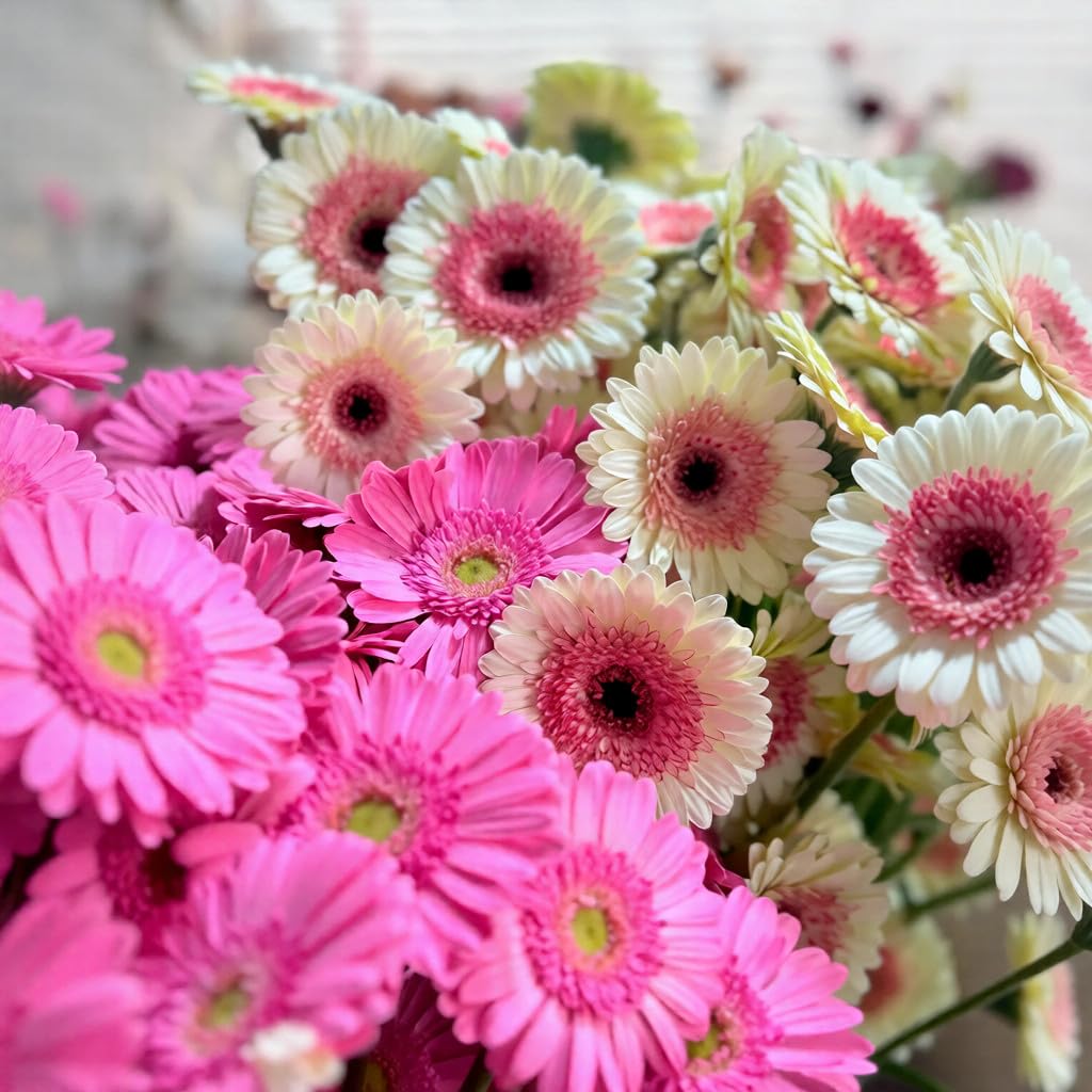 BuggyBeds Gerbera Daisy Seeds produce compact plants ideal for small spaces.
