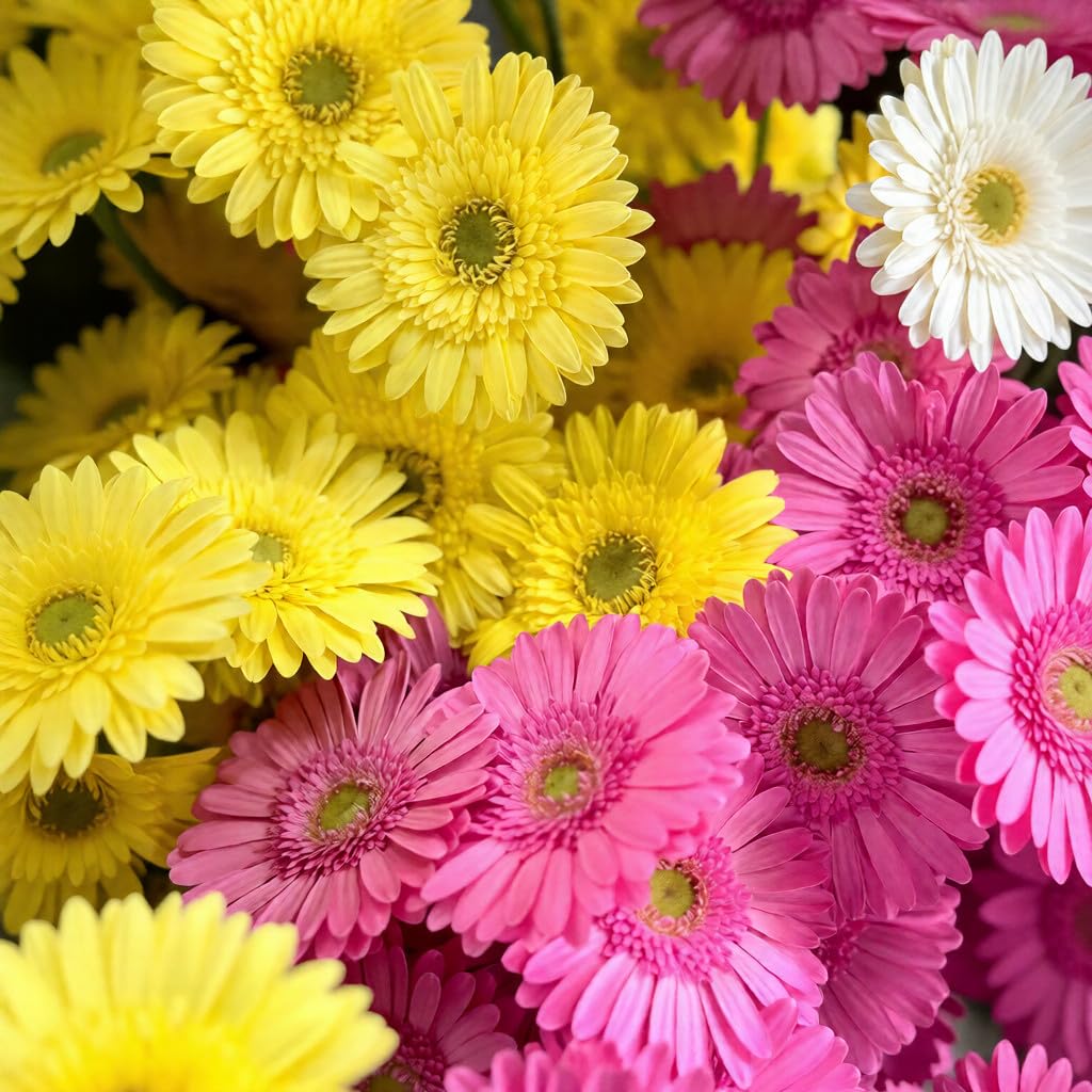 BuggyBeds Gerbera Daisy Seeds deliver blooms in about 14 weeks for quick garden color.