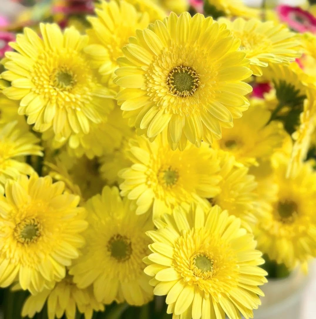 BuggyBeds Gerbera Daisy Seeds thrive in sun or partial shade for versatile spots.