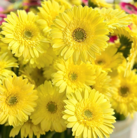 BuggyBeds Gerbera Daisy Seeds thrive in sun or partial shade for versatile spots.