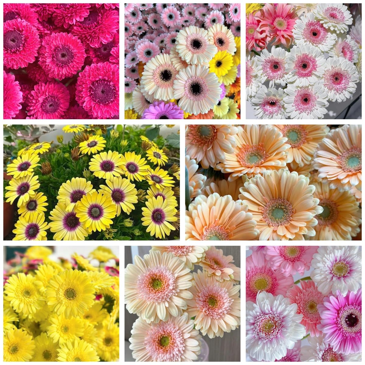 BuggyBeds Gerbera Daisy Seeds with mixed colors brighten beds and containers.