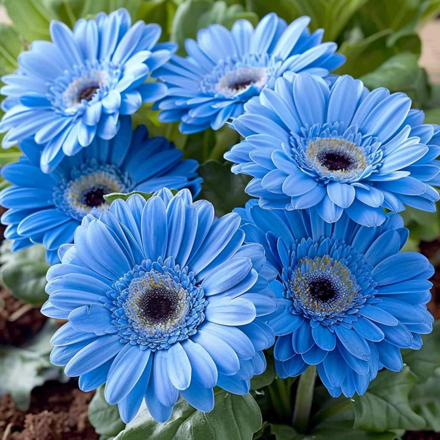 BuggyBeds Gerbera Daisy seeds packaging for planning vibrant borders and patio displays.