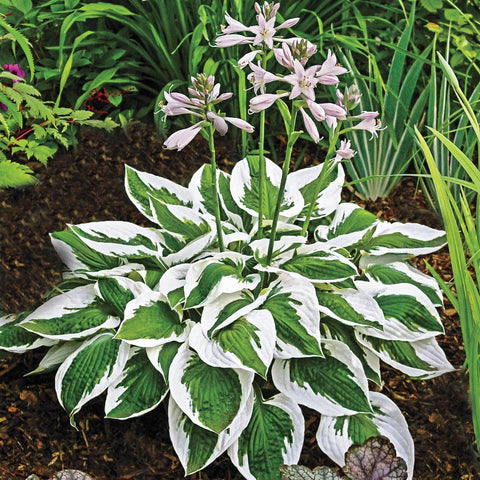 BuggyBeds gift-ready seed collection perfect for gifting enthusiastic gardeners