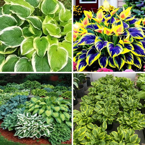BuggyBeds Gift-ready seed pack for gardening enthusiasts.