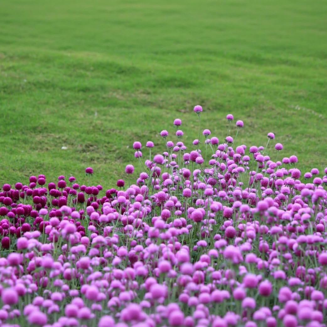 BuggyBeds globe amaranth bloom closeup showing pom-pom flowers for cut arrangements.
