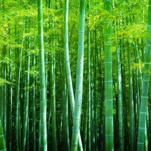 BuggyBeds green bamboo seeds pack for versatile indoor and outdoor planting