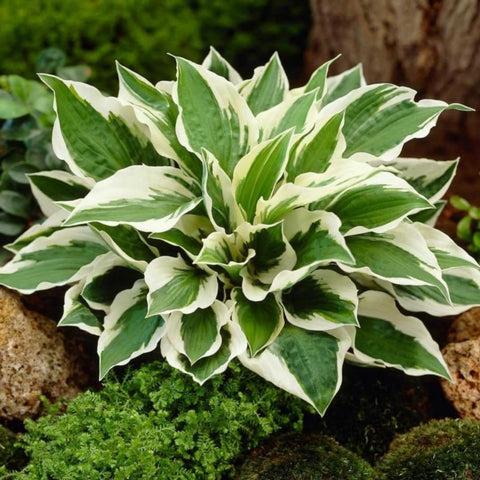 BuggyBeds fragrant blooms add subtle fragrance to shaded outdoor decor