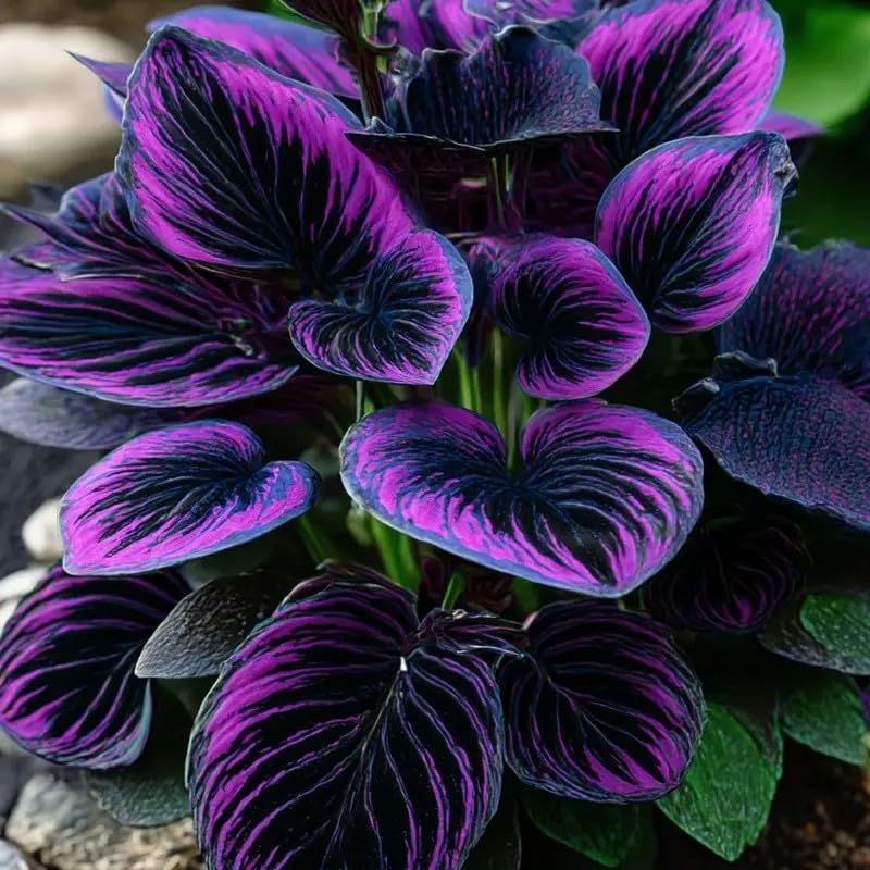 BuggyBeds ground-cover border hosta planting ideas for borders.