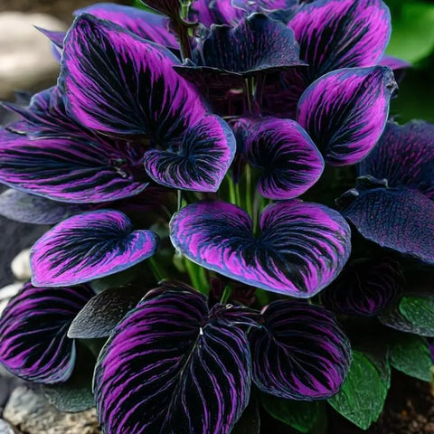 BuggyBeds ground-cover border hosta planting ideas for borders.