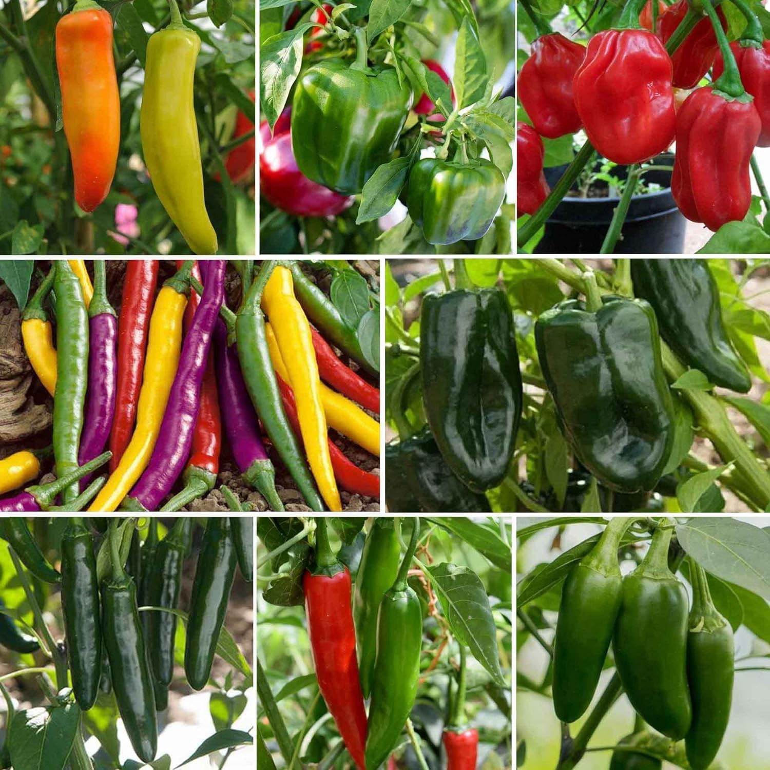 BuggyBeds habanero peppers closeup showing fiery color and intense aroma.