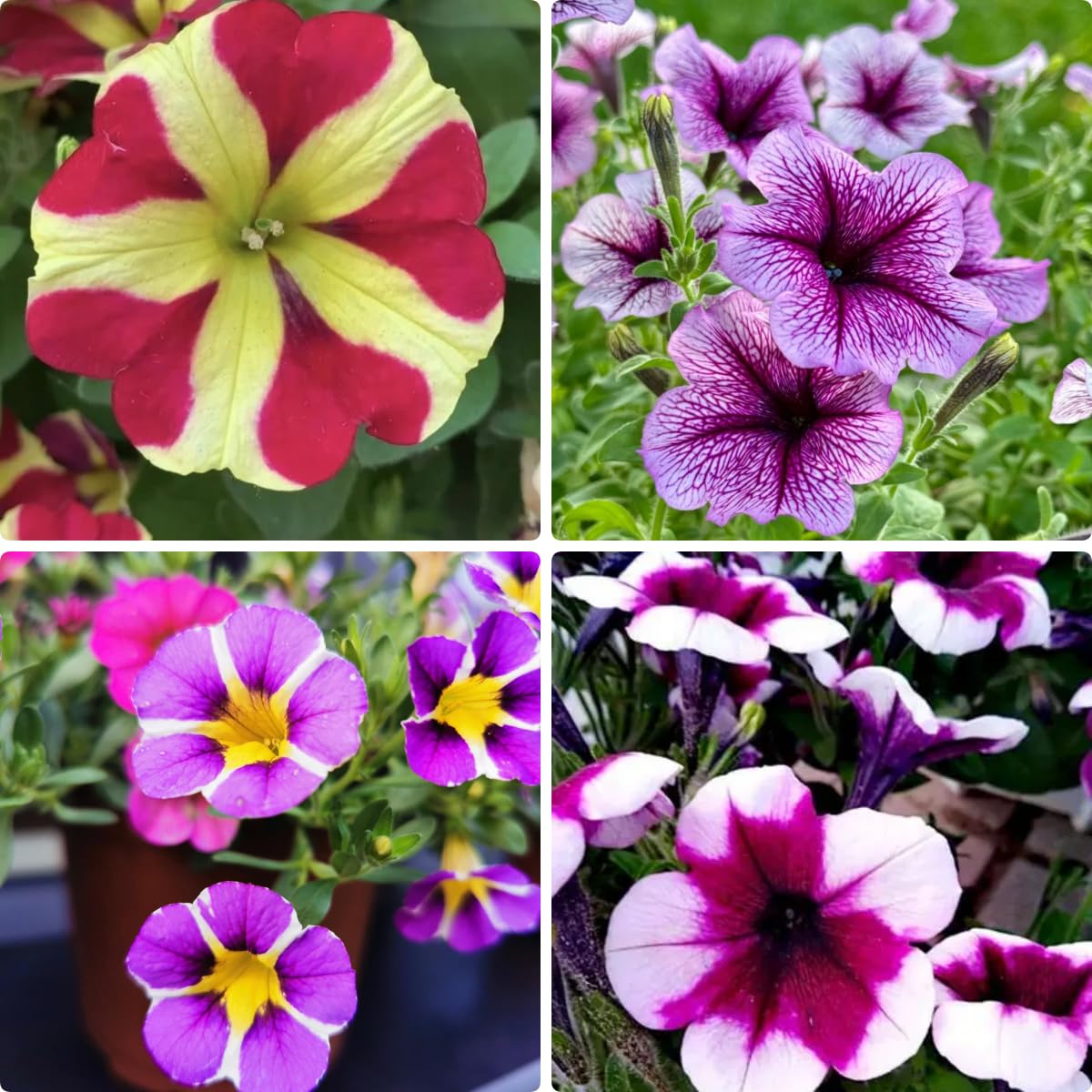 BuggyBeds hanging petunia seeds showcase cascading blooms for sunny patios