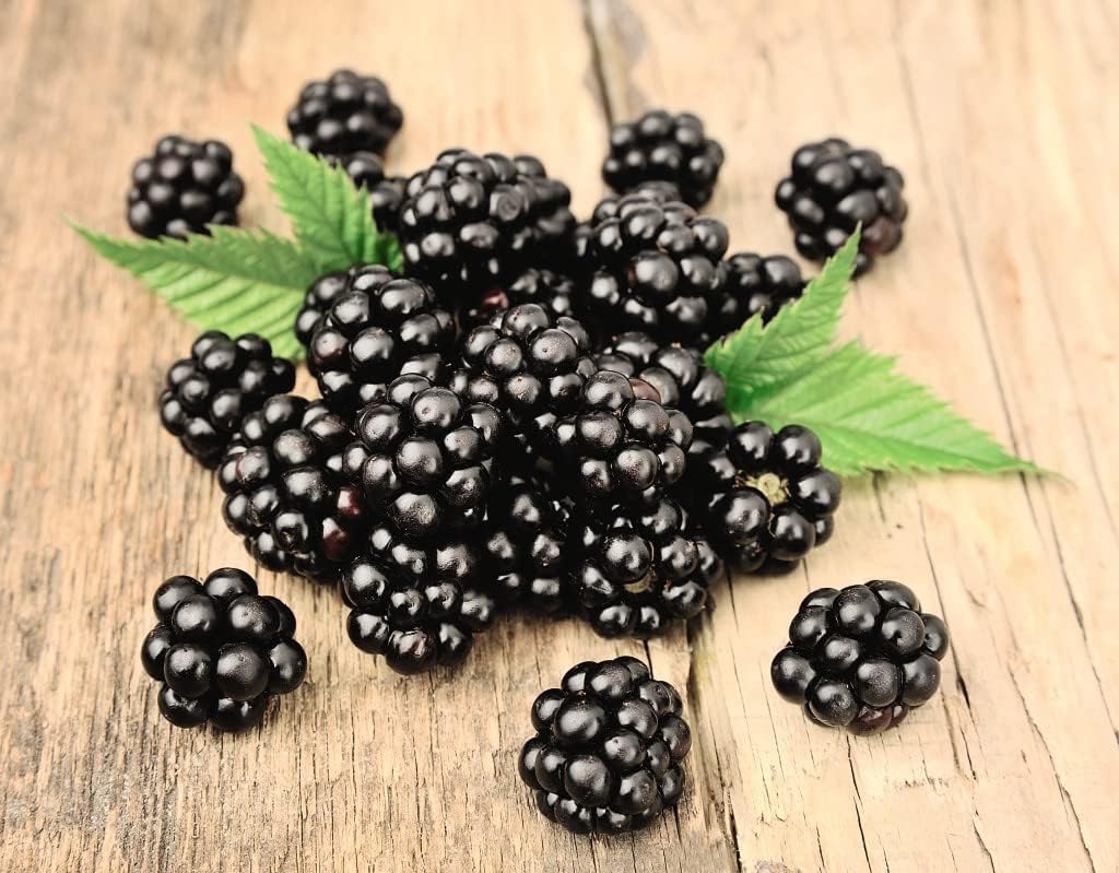 BuggyBeds harvest-ready blackberries illustrate fresh fruit from backyard plantings.