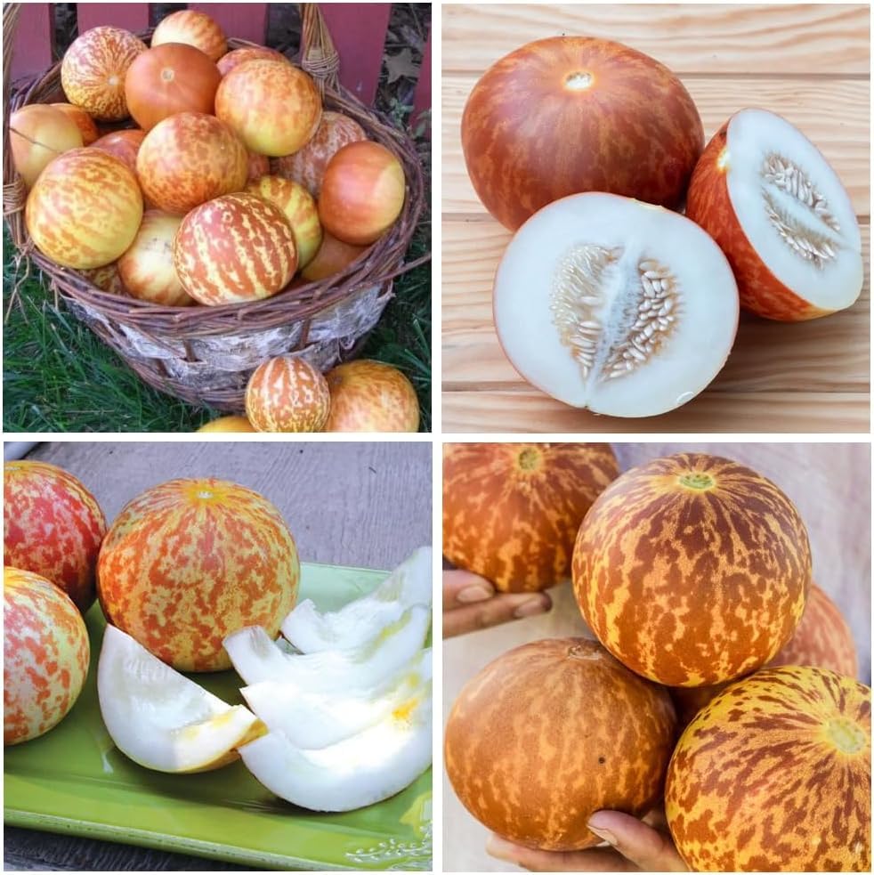 BuggyBeds harvest-ready melon slices for family garden fun.