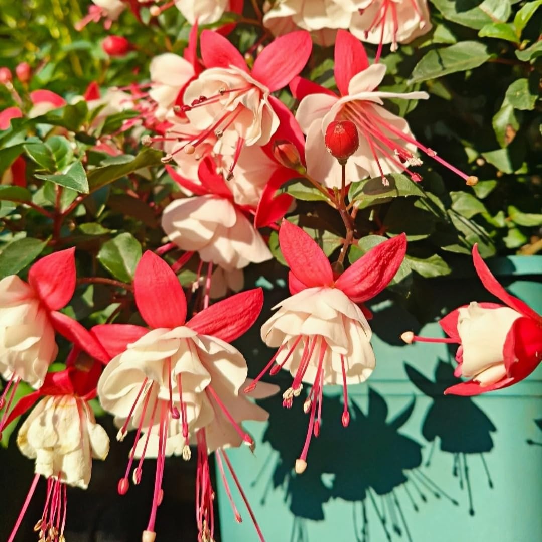 BuggyBeds heat-tolerant fuchsia seeds thriving in hot summers.