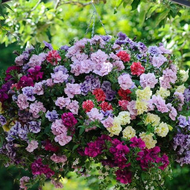 BuggyBeds heat tolerant sun loving petunias for sunny yards