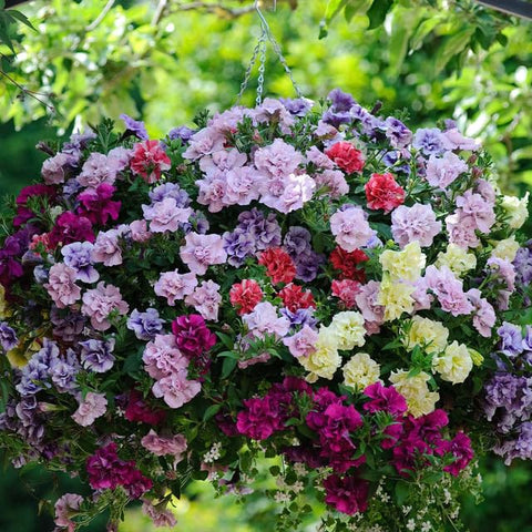 BuggyBeds heat tolerant sun loving petunias for sunny yards
