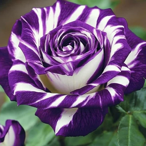 BuggyBeds heirloom rose seeds offer perennial flowering in beds and borders.