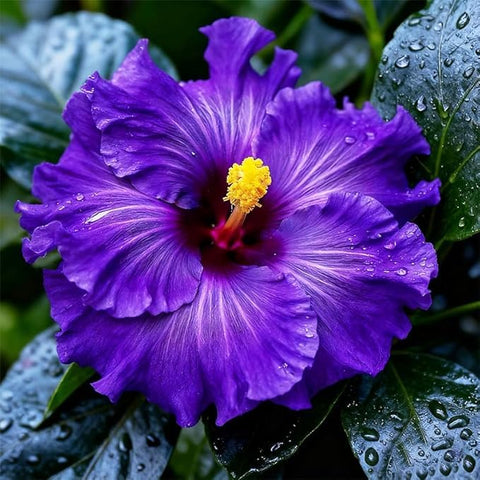 BuggyBeds hibiscus seeds grow sun-loving plants that brighten outdoor spaces.