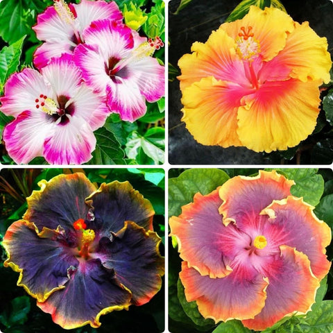 BuggyBeds hibiscus seeds yield large blooms for borders and patios.